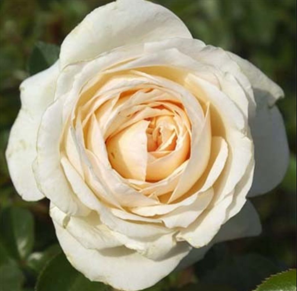 Крим Эбандэнс Cream abundance роза