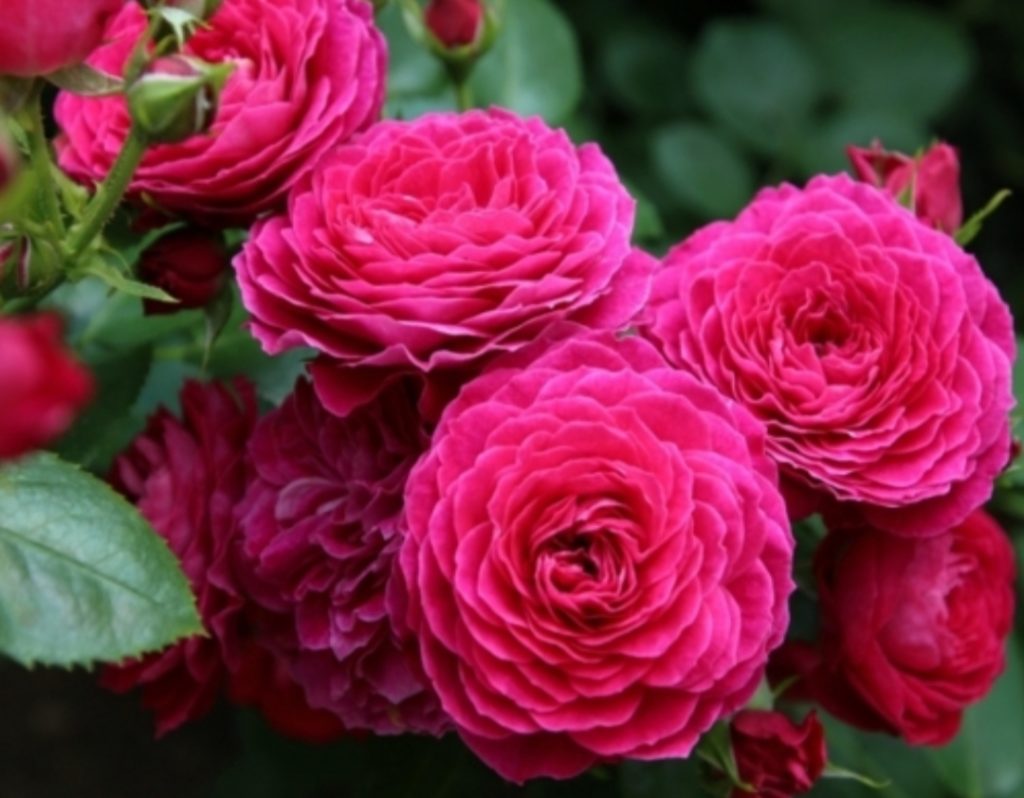 Роза флорибунда домейн де ст (Domaine de St)