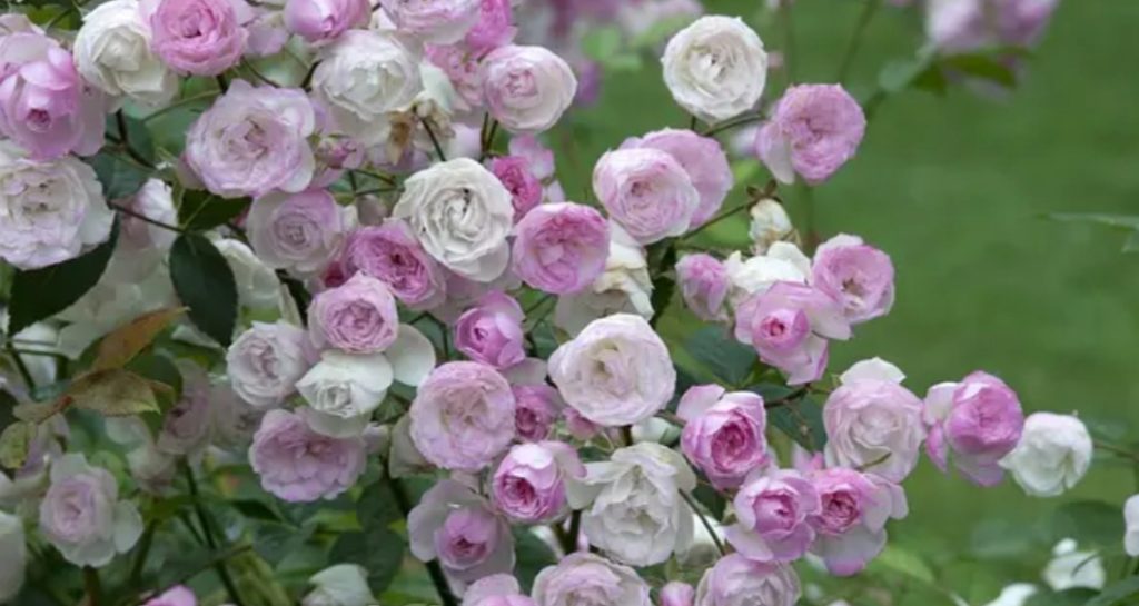 Роза моцарт фото и описание