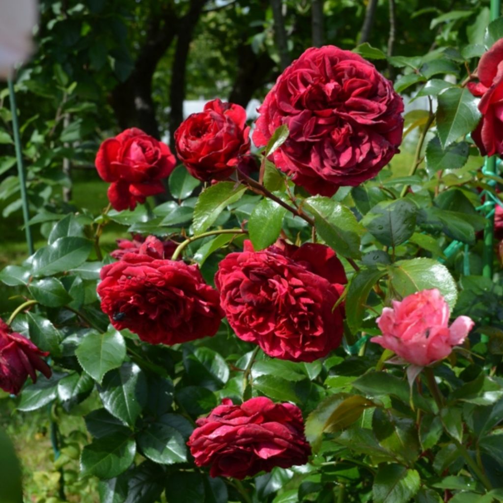 Роза Montmartre