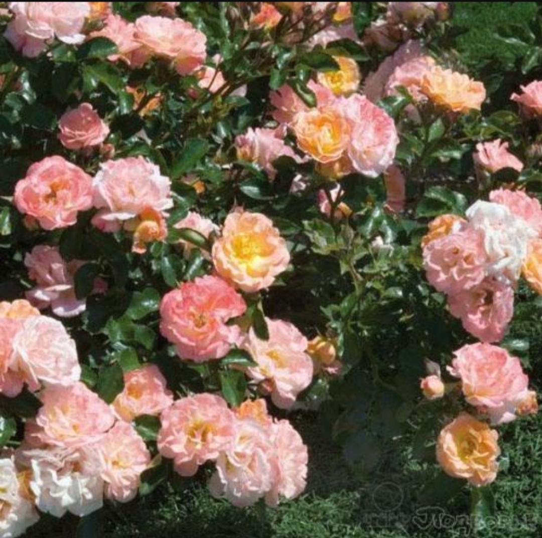 Peach Drift роза