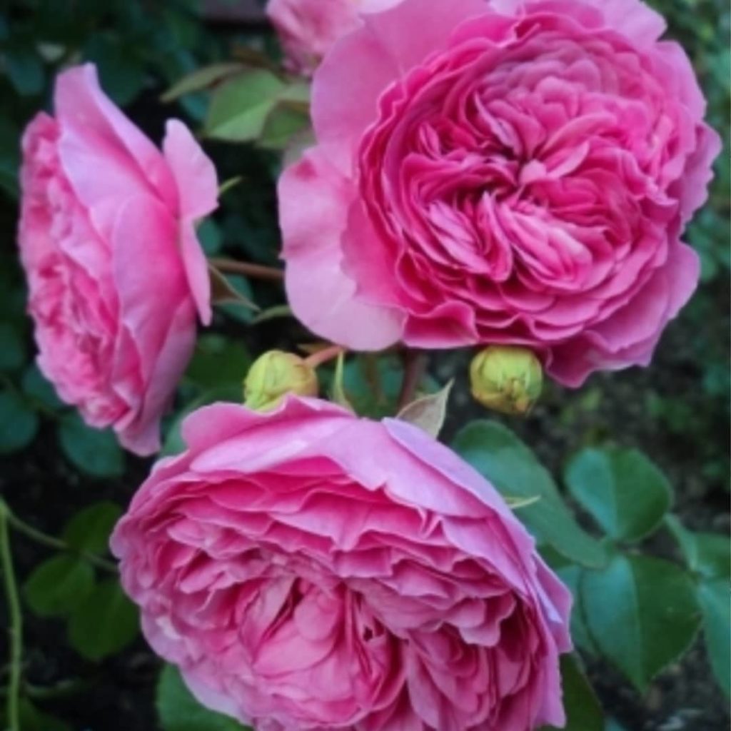 Баронесса Тантау роза