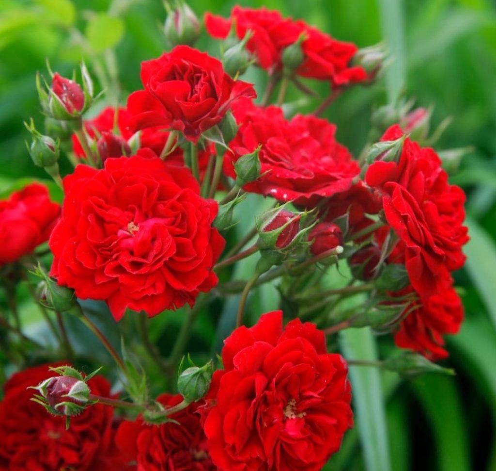Siluetta Crimsons роза